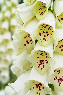 Digitalis: Foxglove, Digitalis, Close up of white coloured flowers grow