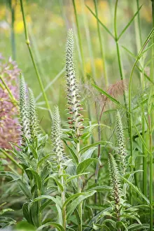 Digitalis: Foxglove, Digitalis Ferruginea, Several spires of