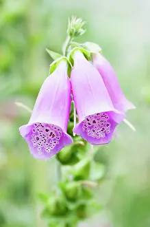 Digitalis: Foxglove, Digitalis purpurea, close up showing pattern insid