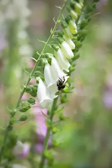 Digitalis: Foxglove, Digitalis purpurea, Single stem of the