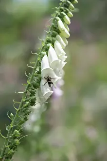 Digitalis: Foxglove, Digitalis purpurea, Single stem of the