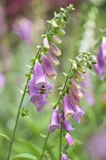 Stems: Foxglove, Digitalis purpurea, Two stems with a Buff-tailed