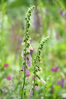 Stems: Foxglove, Digitalis purpurea, Two stems with a Buff-tailed