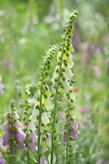 Stems: Foxglove, Digitalis purpurea, Two stems with a Buff-tailed