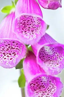 Digitalis: Foxglove detail of flower