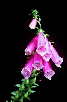Foxglove: FOXGLOVE - in flower