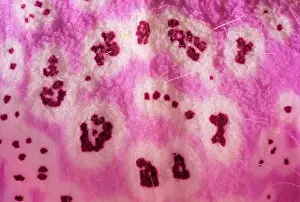 Digitalis: Foxglove flower - close-up of petal