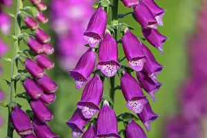 David Chapman: Foxglove - Flower - UK