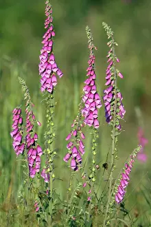 Foxgloves: Foxglove - flowering in forest clearing