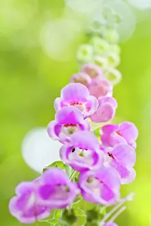 Digitalis: Foxglove - flowers