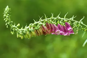 Digitalis: Foxglove flowers on field Galicia, Spain