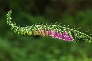 Digitalis: Foxglove flowers on field Galicia, Spain