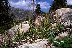 Digitalis: Foxglove - and other mountain plants