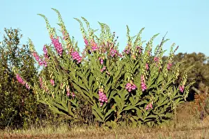 Holm: Foxglove - plant flowering in Holm Oak scrub