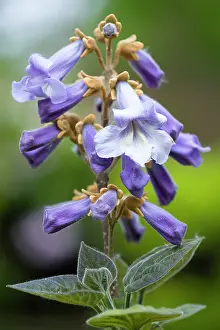Foxglove: Foxglove tree, Paulownia tomentosa, Purple flowers