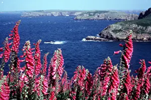 Foxgloves: Foxgloves