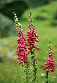 Foxgloves: FOXGLOVES
