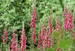 Foxglove: FOXGLOVES