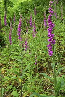 Foxgloves: Foxgloves on bank