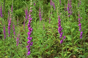 Foxgloves: Foxgloves on bank