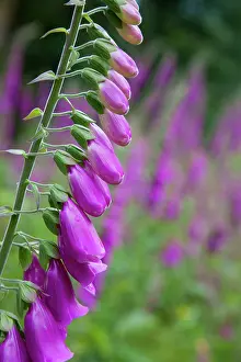 Foxgloves: Foxgloves - in flower