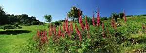 Moors: FOXGLOVES - With Greator Rocks in background