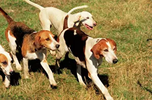 James Marchington: FOXHOUNDS