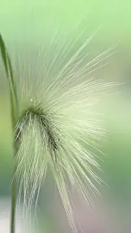 Foxtail: Foxtail barley