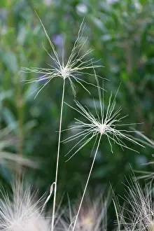 Foxtail: Foxtail Barley, Squirrel tail grass, Hordeum jubatum, Two