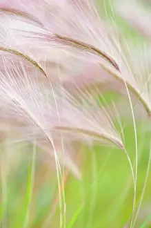 Carefree: Foxtail Barley, Squirrel tail grass, Hordeum jubatum feather
