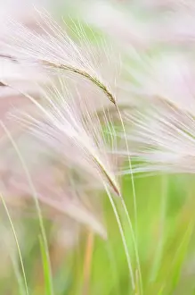 Carefree: Foxtail Barley, Squirrel tail grass, Hordeum jubatum feather