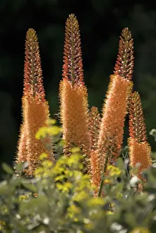Foxtail: Foxtail lily