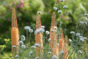 Foxtail: Foxtail lily