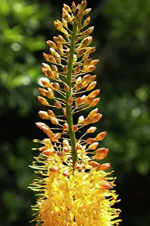 Foxtail: Foxtail lily