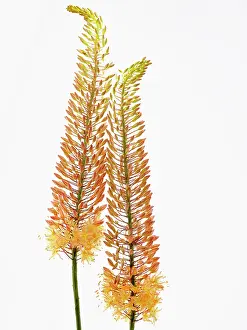 Foxtail: Foxtail lily