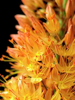 Foxtail: Foxtail lily