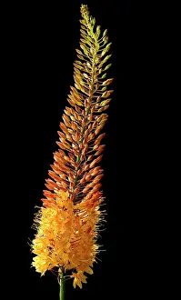 Foxtail: Foxtail lily