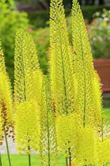 Lily: Foxtail lily, Eremurus stenophyllus, flowers