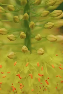 Foxtail: Foxtaillily