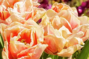 Double: Foxy Foxtrot double hasty Tulip, flowers