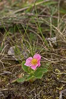 Potentilla: Fragaria chiloensis x Potentilla palustris. Melby