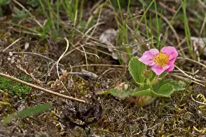 Potentilla: Fragaria chiloensis x Potentilla palustris. Melby