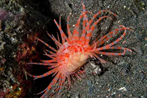 Shell: Fragile File Shell - mimicking anemone - Batu Ringgit