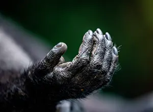 Malayanus: Fragment of Celebes crested macaque's (Macaca ni