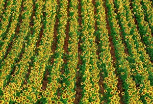 Lanes: Fragment of a field with sunflowers (Helianthus