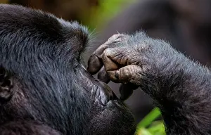 Touching: Fragment of the hand and face of a mountain gori
