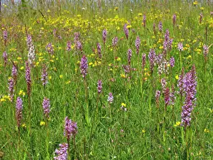 Gymnadenia: Fragrant Orchid