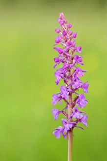 Gymnadenia: Fragrant Orchid