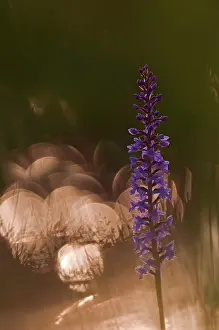 Gymnadenia: Fragrant Orchid
