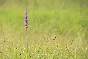 Lonesome: Fragrant Orchid